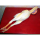 Rubber Chicken.LG