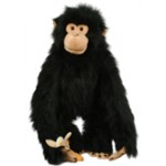 CHIMP temp out stock